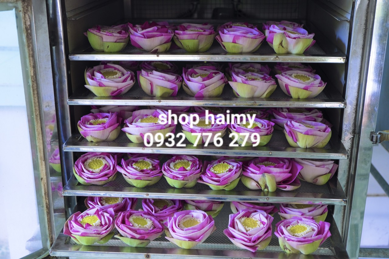 Trà hoa sen nguyên bông sấy lạnh combo 10 bông