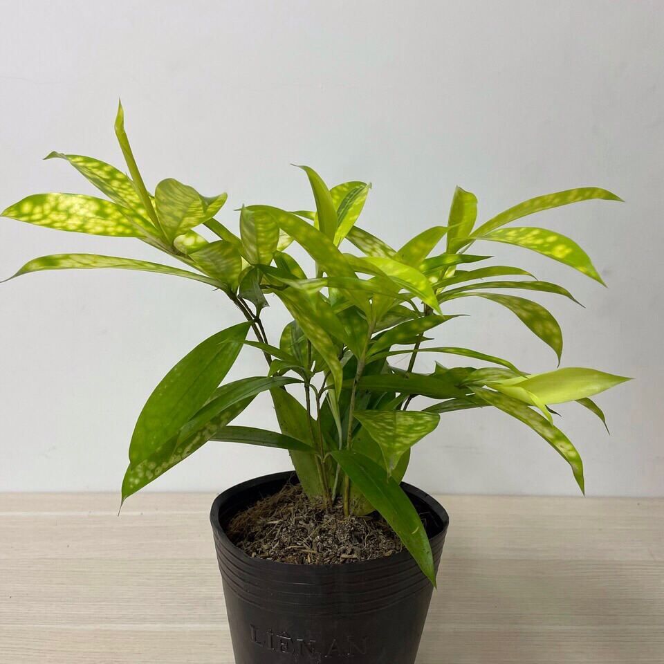 Cây Trúc Nhật vàng, cây cao 15-25cm