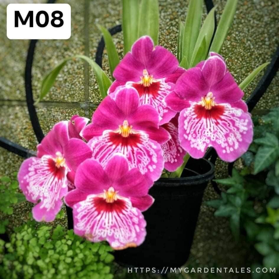 Hoa lan vũ nữ motonia(4 cây) cực thơm HOA TẾT