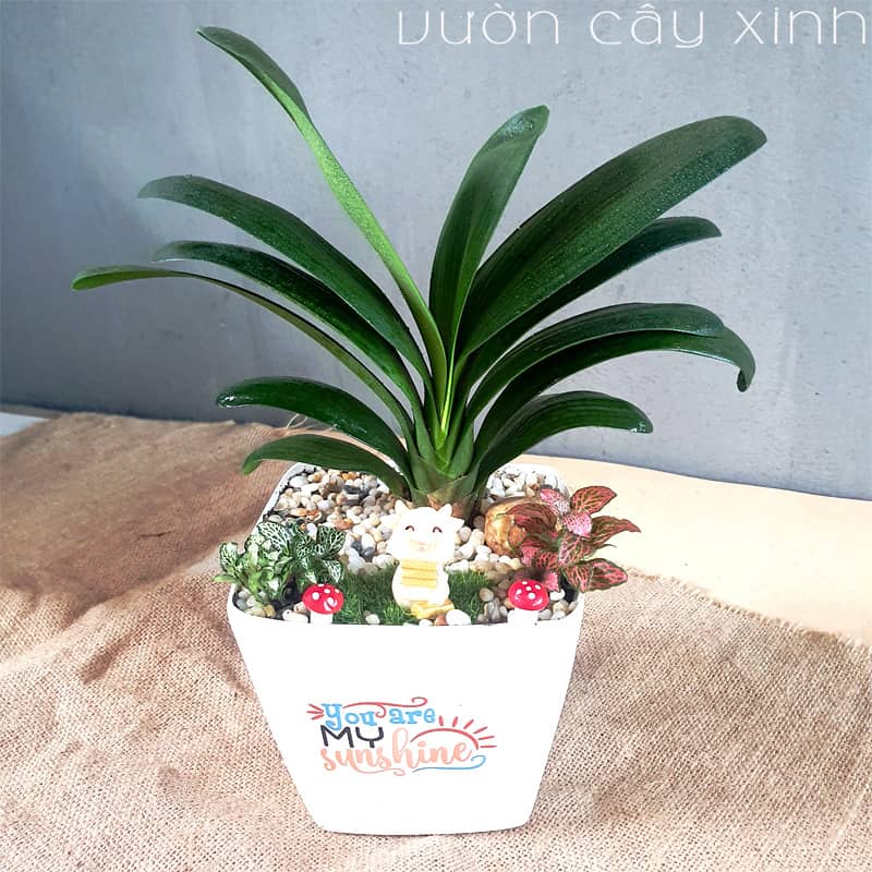 hoa lan quân tử - bầu cây lùn nhỏ