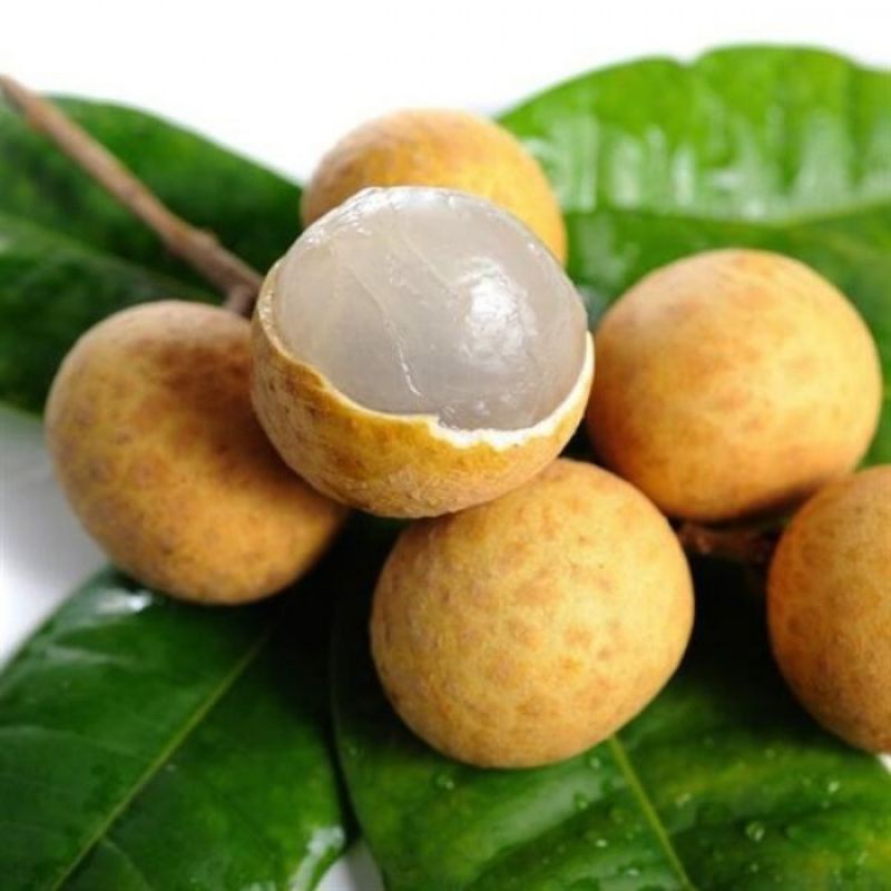 Cây giống nhãn lồng Hưng Yên (quả to, cùi dày, siêu ngọt)