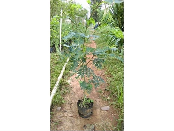 cây kiều hùng (cây điệp lào hồng lá nhỏ)- cây phôi bonsai