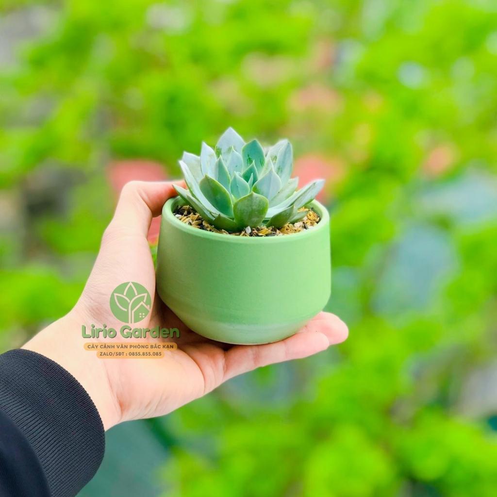 cây sen đá bầu kèm chậu hạt dẻ nhỏ [ tặng kèm đất trồng cây ]