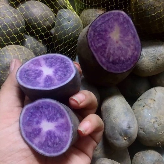 CỦ GIỐNG KHOAI TÂY TÍM