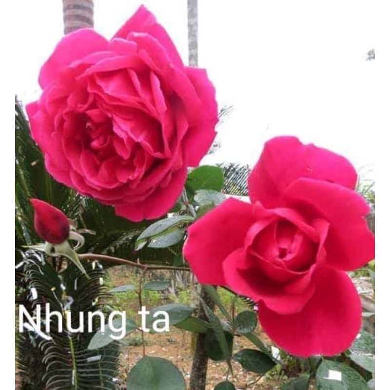 Hoa hồng Nhung cổ, Quế son, Quế hồng