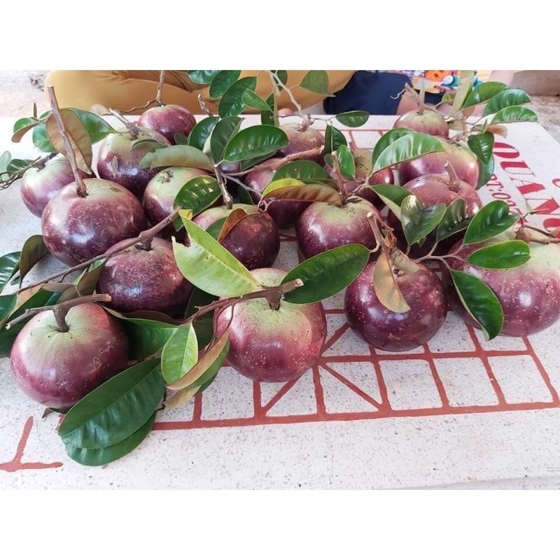 CÂY VÚ SỮA MICA (THƠM NGON VỎ MỌNG)