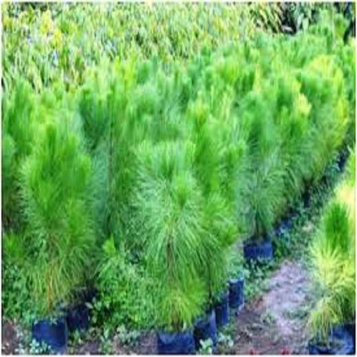 cây giống cây thông cảnh (thông đỏ lá kim)