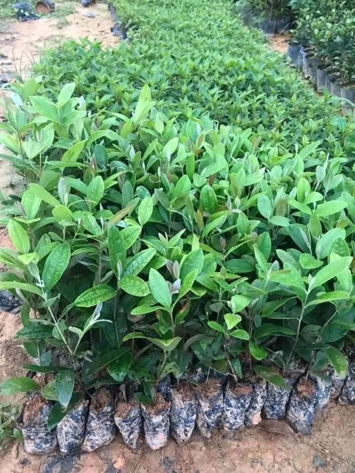 cây giống sim rưng
