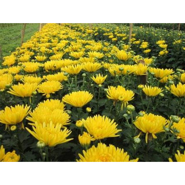 Hạt giống cúc kim cương  vàng ( gói 150 hạt)