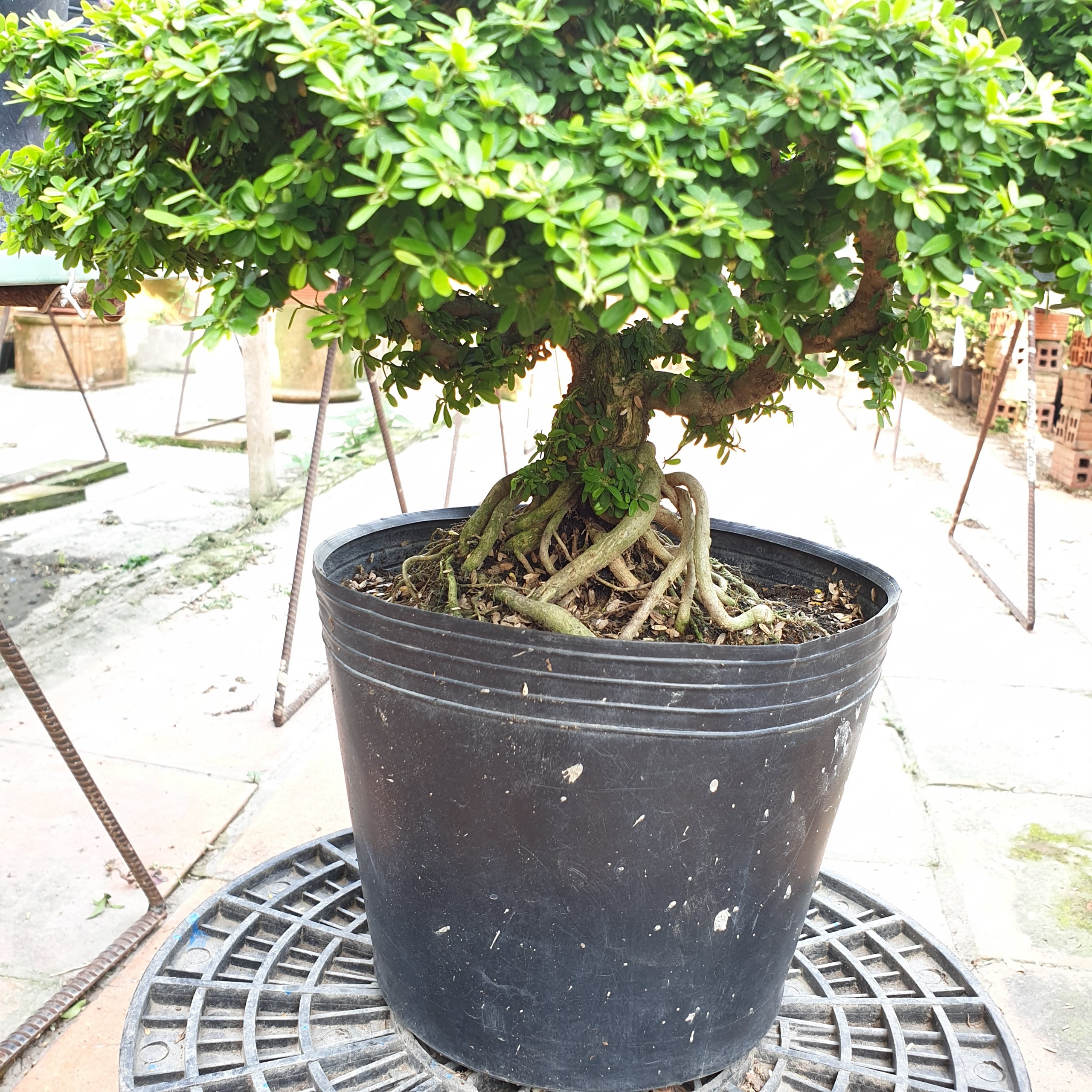 BONSAI Linh sam hạt gạo size đại