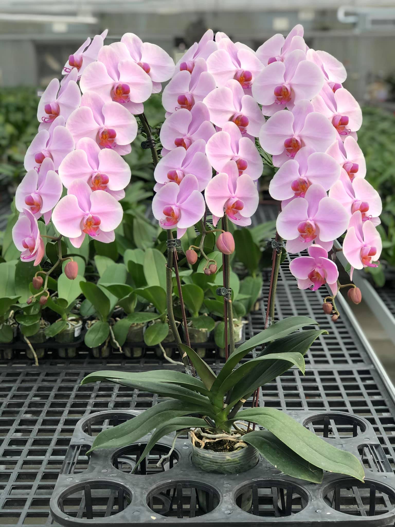 Combo 3 Lan 3 Màu 2 ngồng hoa - Hoa Đại - Cốc 2.8