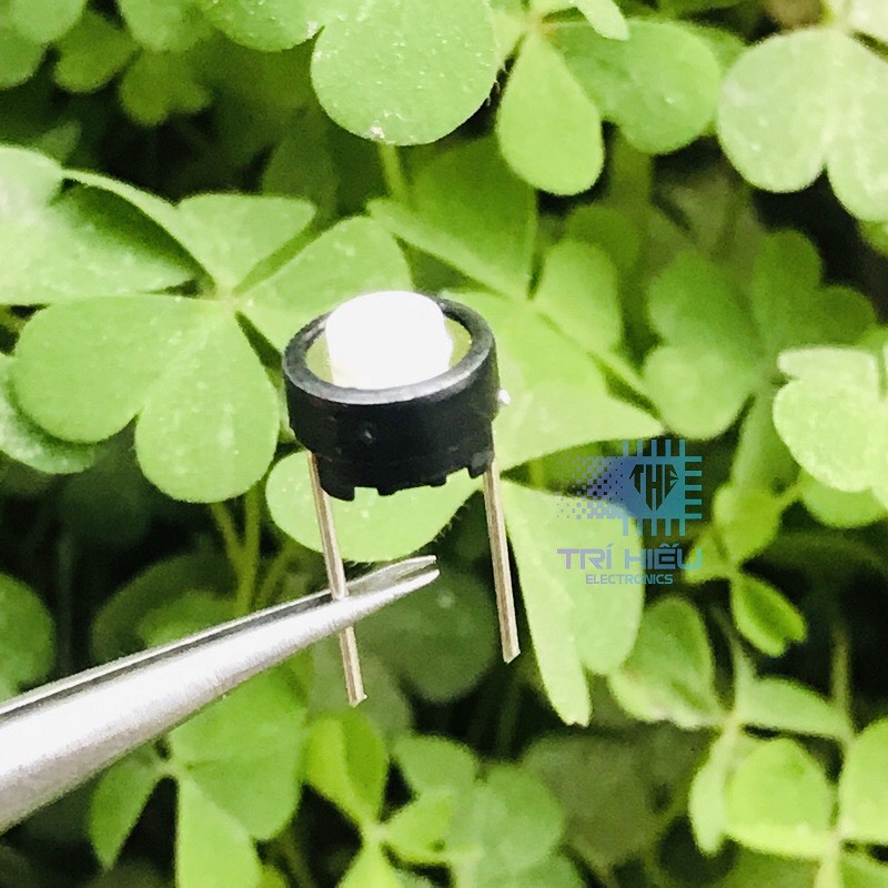 Nút nhấn 2 chân