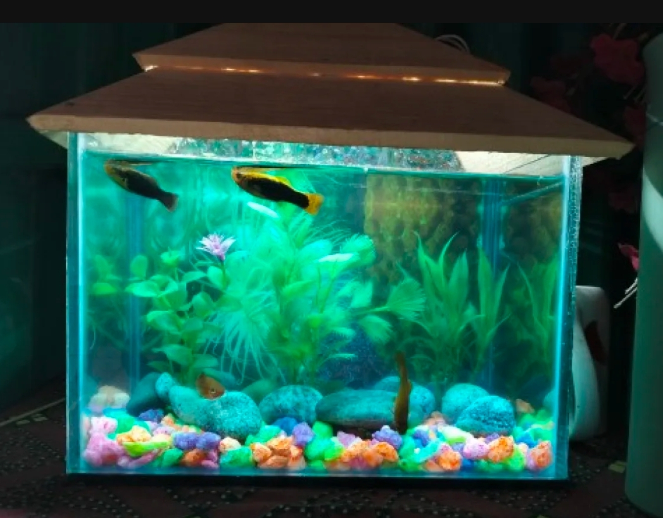Glass%20Made%20Deshi%20Aquarium%20For%20Fish%20With%20All%20Accessories%20You%20Don't%20Have%20To%20Buy%20Anything%20(Big%20Size%2018x9x10%20Inches)%20-%20Image%207