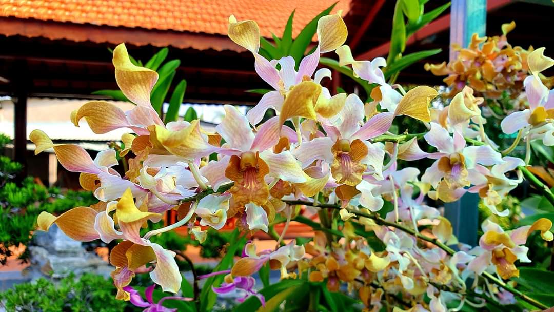 Denro nắng Bò 7 màu