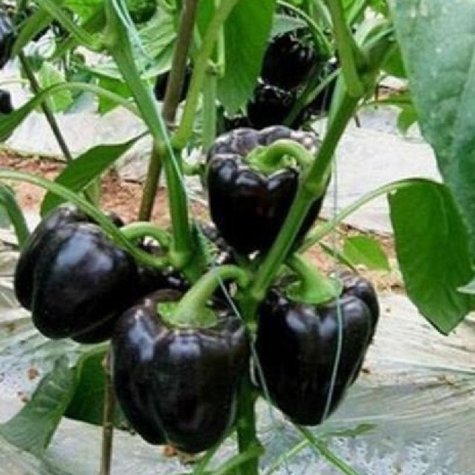 Hạt giống Ớt ngọt đen tặng kèm kích mầm