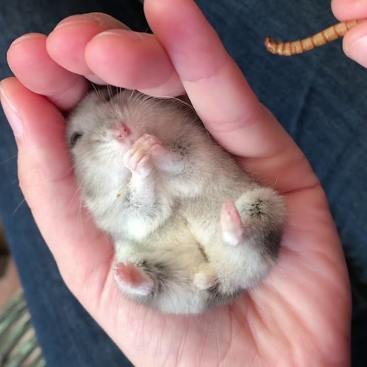 Sâu rang bơ cho Hamster/ Nhím/ Sóc