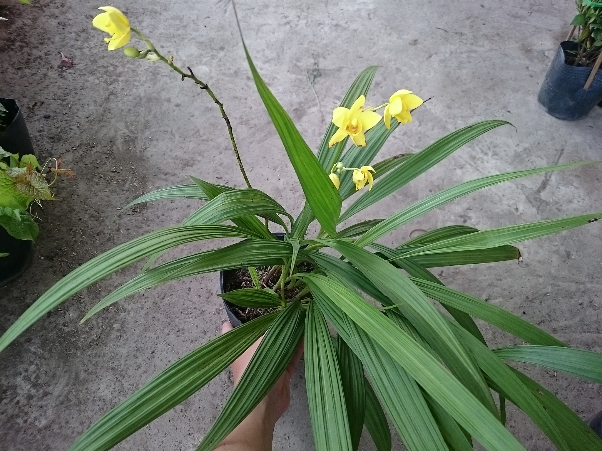 Cây Lan Chu Đỉnh Vàng ( Địa Lan Hoa Vàng ) - cây cảnh để bàn
