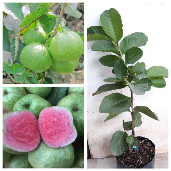 Ổi ruột đỏ không hạt - hàng cây giống chuẩn f1