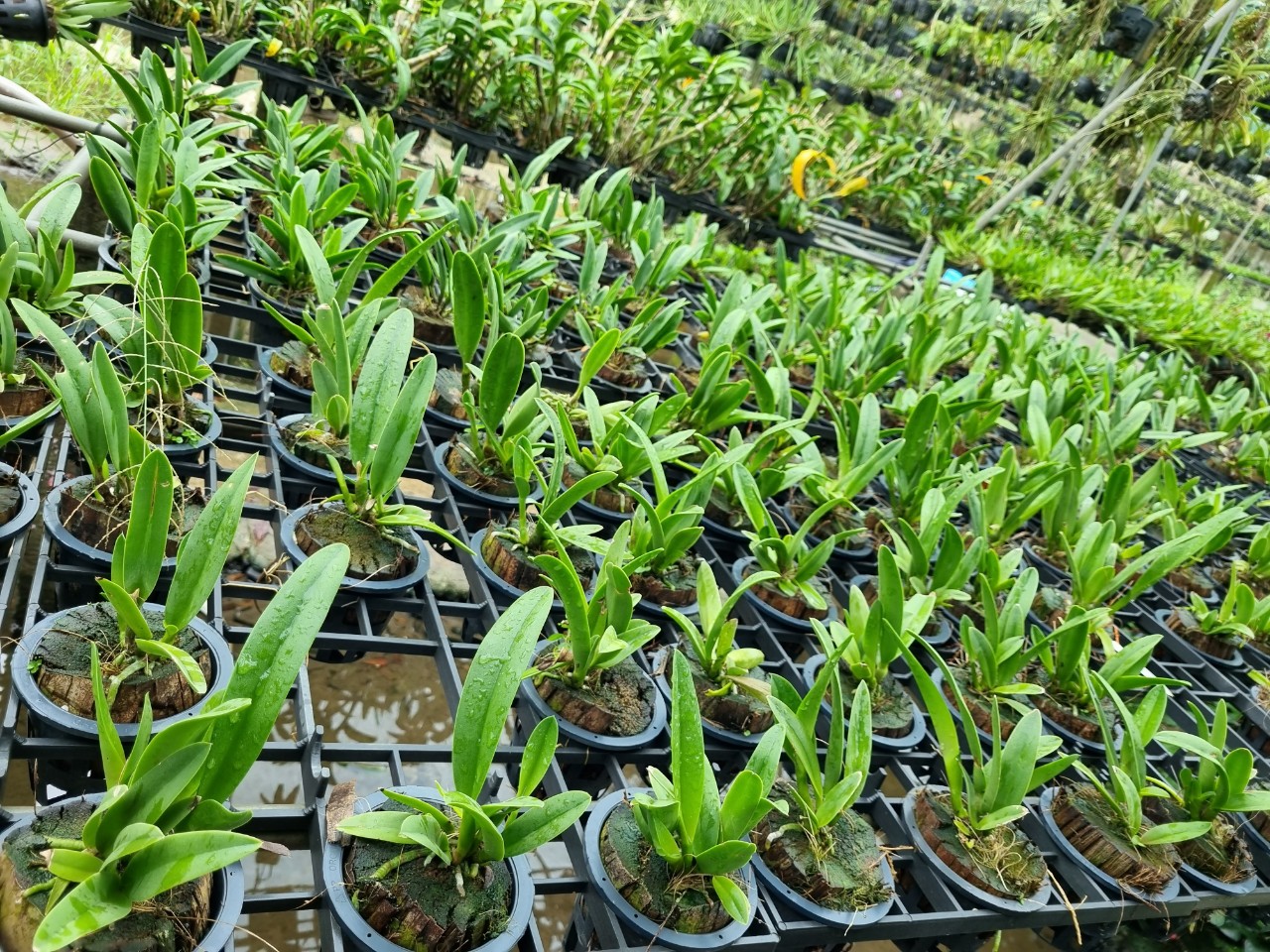 Yellow Brass Orchids with Red Tongues and Fragrant Pots Thanh