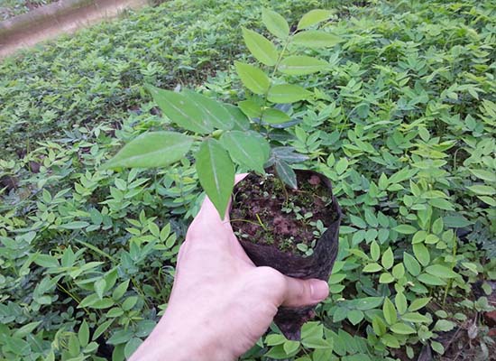 COMBO 10 CÂY SƯA ĐỎ GIỐNG