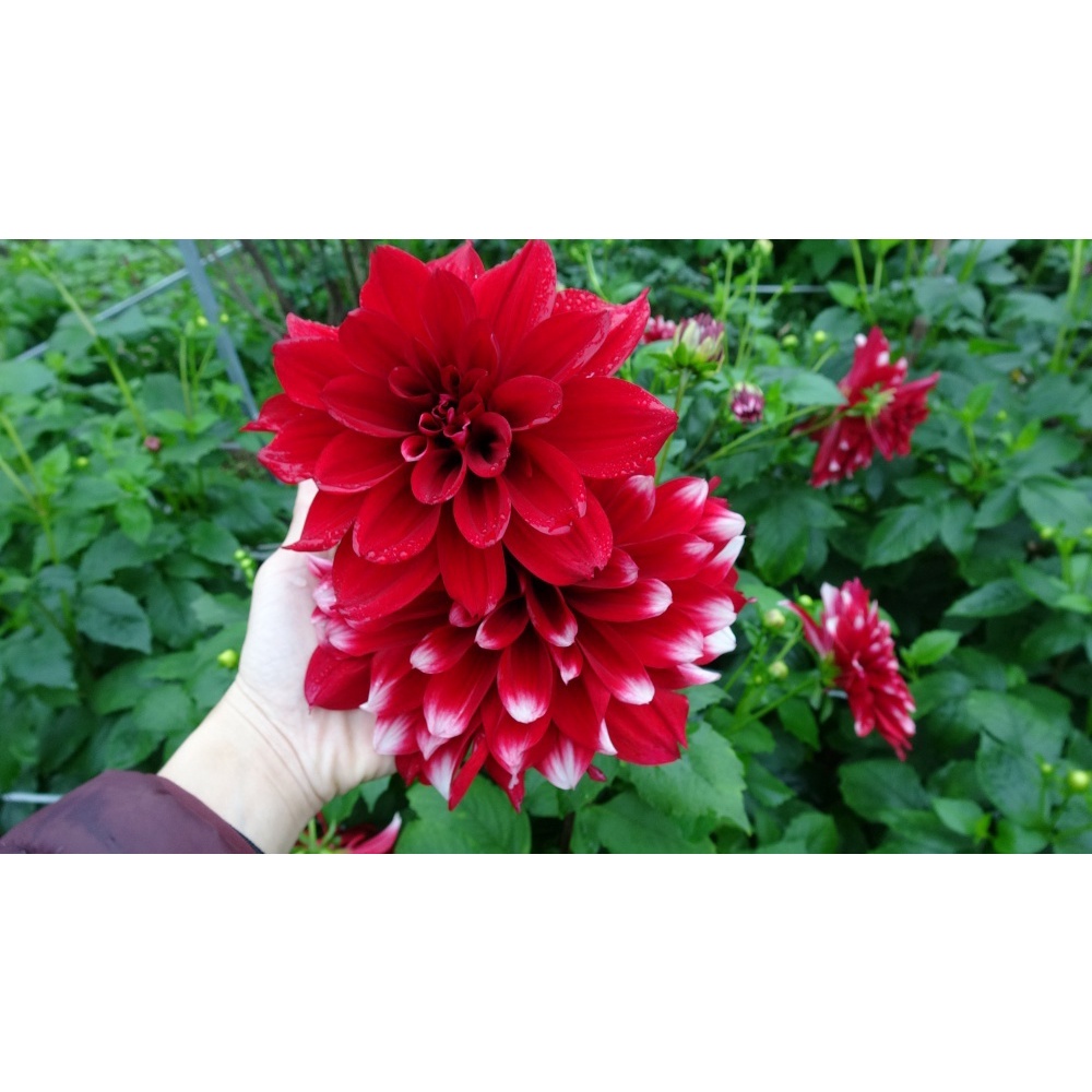 Củ hoa thược dược cánh kép nhiều màu,củ khỏe,dễ trồng