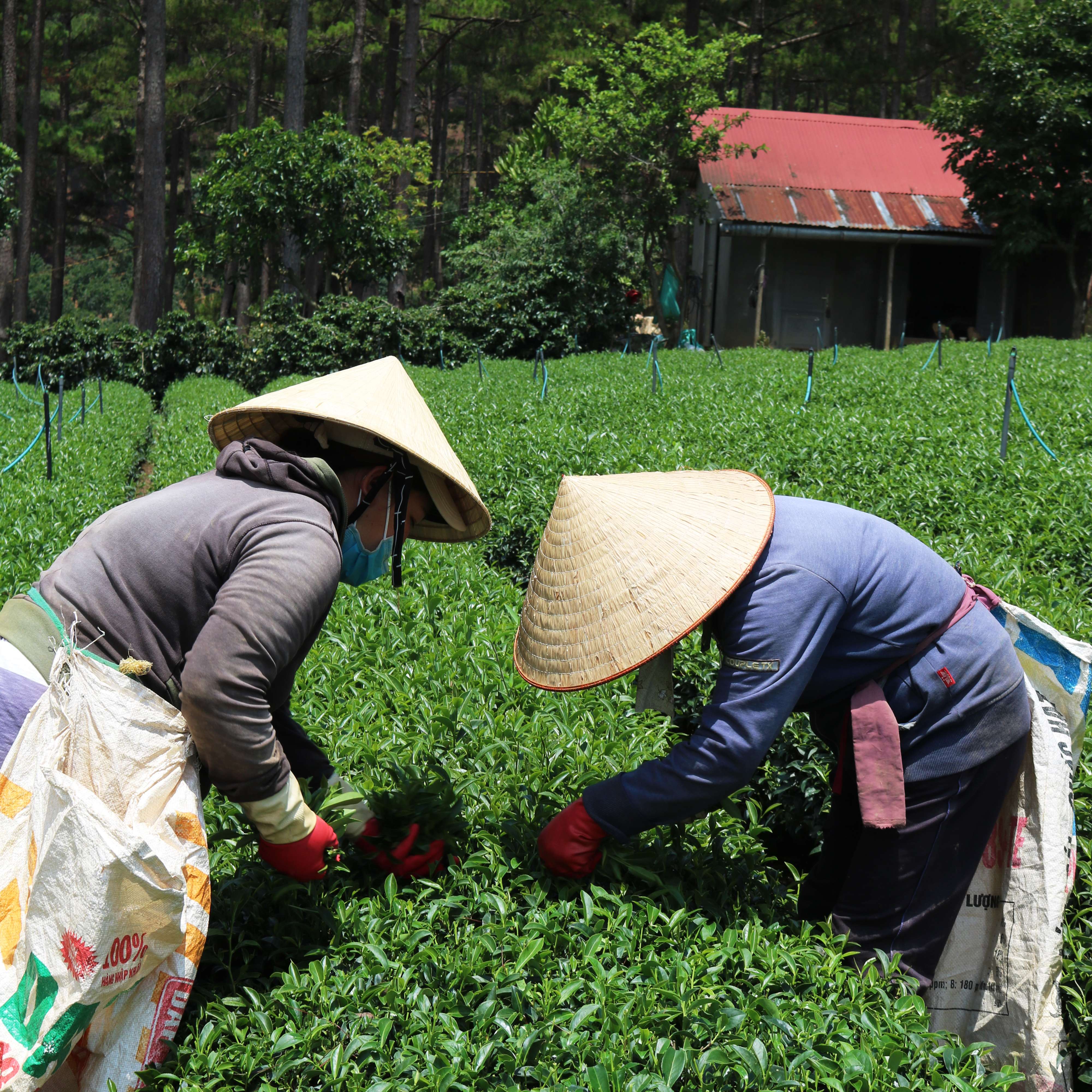 Dalatfarm Lotus Tea - 110Gr Tin Bag