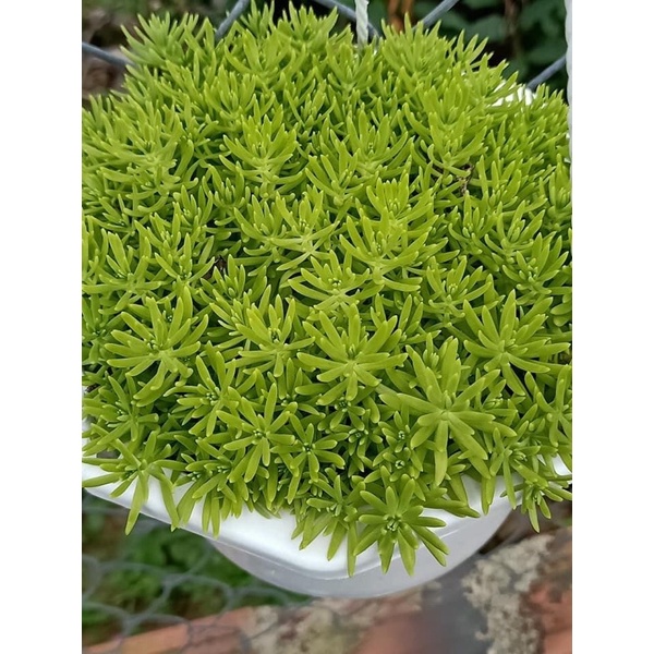 mười giờ Úc