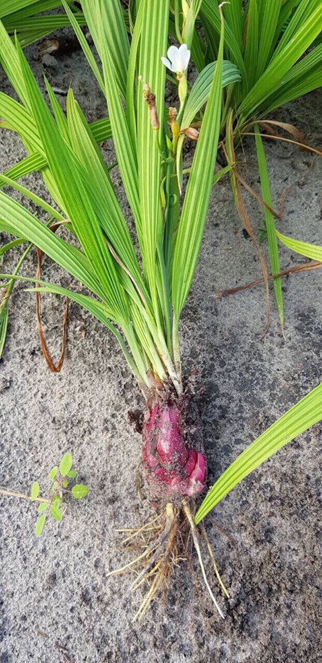 củ giống sâm đại hành (tỏi đỏ) thu hái từ rừng tự nhiên