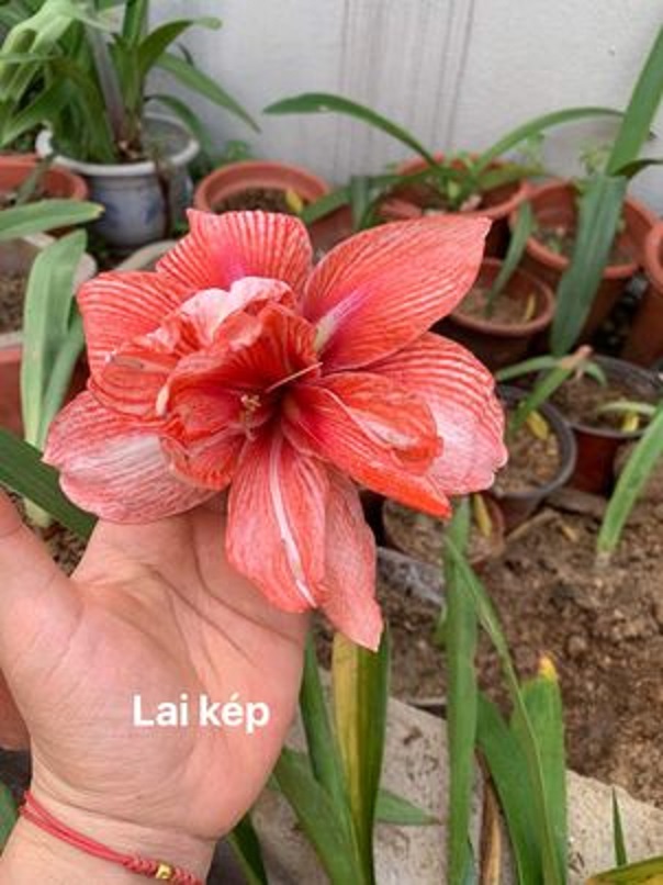 CỦ HOA HUỆ TÂY CÁNH KÉP (Hoa như hình)
