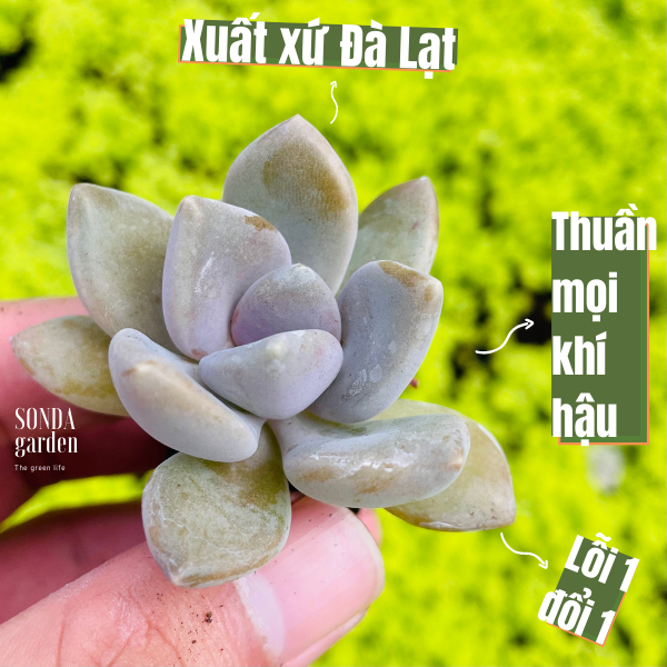 SEN ĐÁ ĐÁ XANH SIZE BÉ SIÊU KHỎE ĐẸP LỖI 1 ĐỔI 1