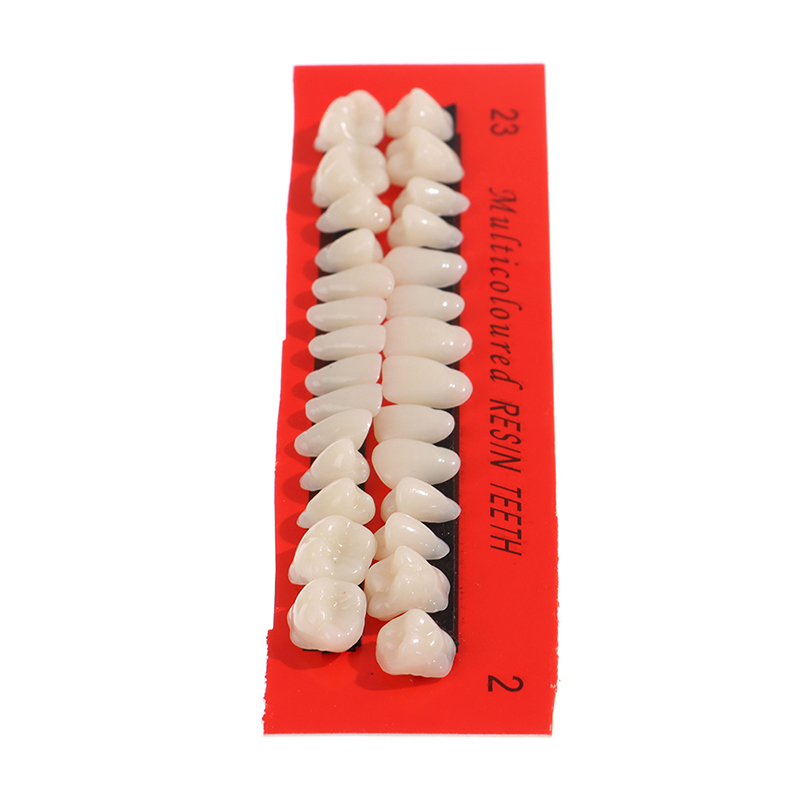 💖【New Production】 28Pcs/Set Resin Teeth Teaching Model Universal False Teeth Dental Material Teeth