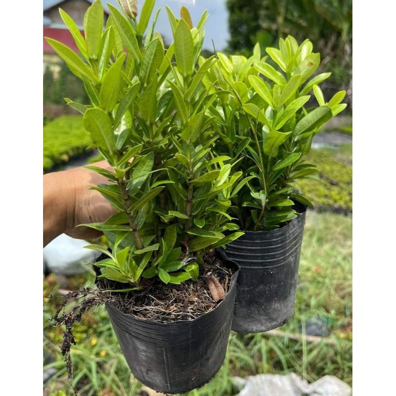 Chậu Mẫu Đơn 5 Màu, Bông Trang (Gửi Cây Hình Cuối)