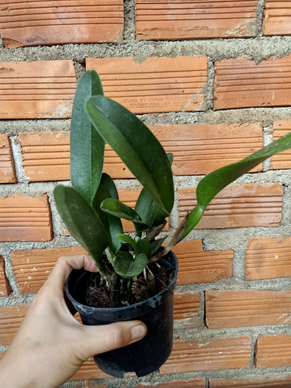Hoa lan Cattleya: PINK DAIMOND- chậu trưởng thành