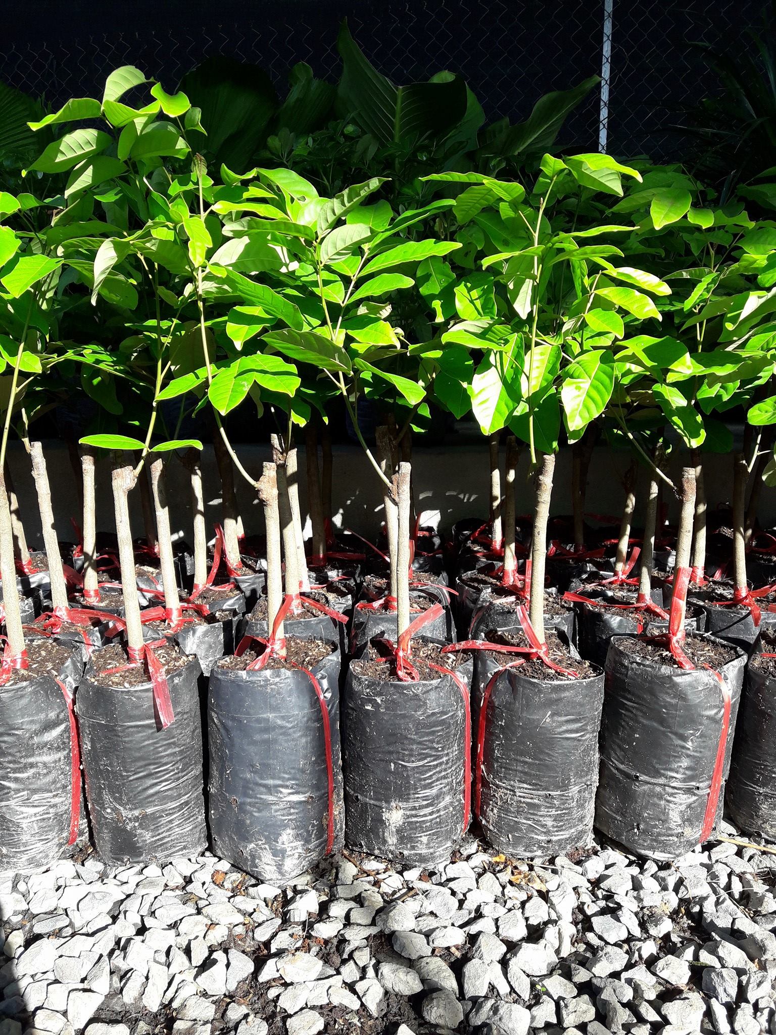 Cây giống Chôm chôm thái (cây giống đối chứng )