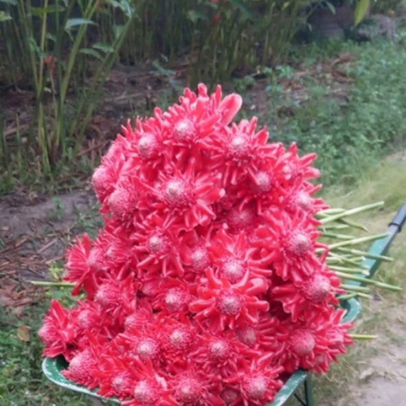 Hoa Sen Thái- SEN DÂNG PHẬT- củ giống ( hoa đa lộc, sen cạn)