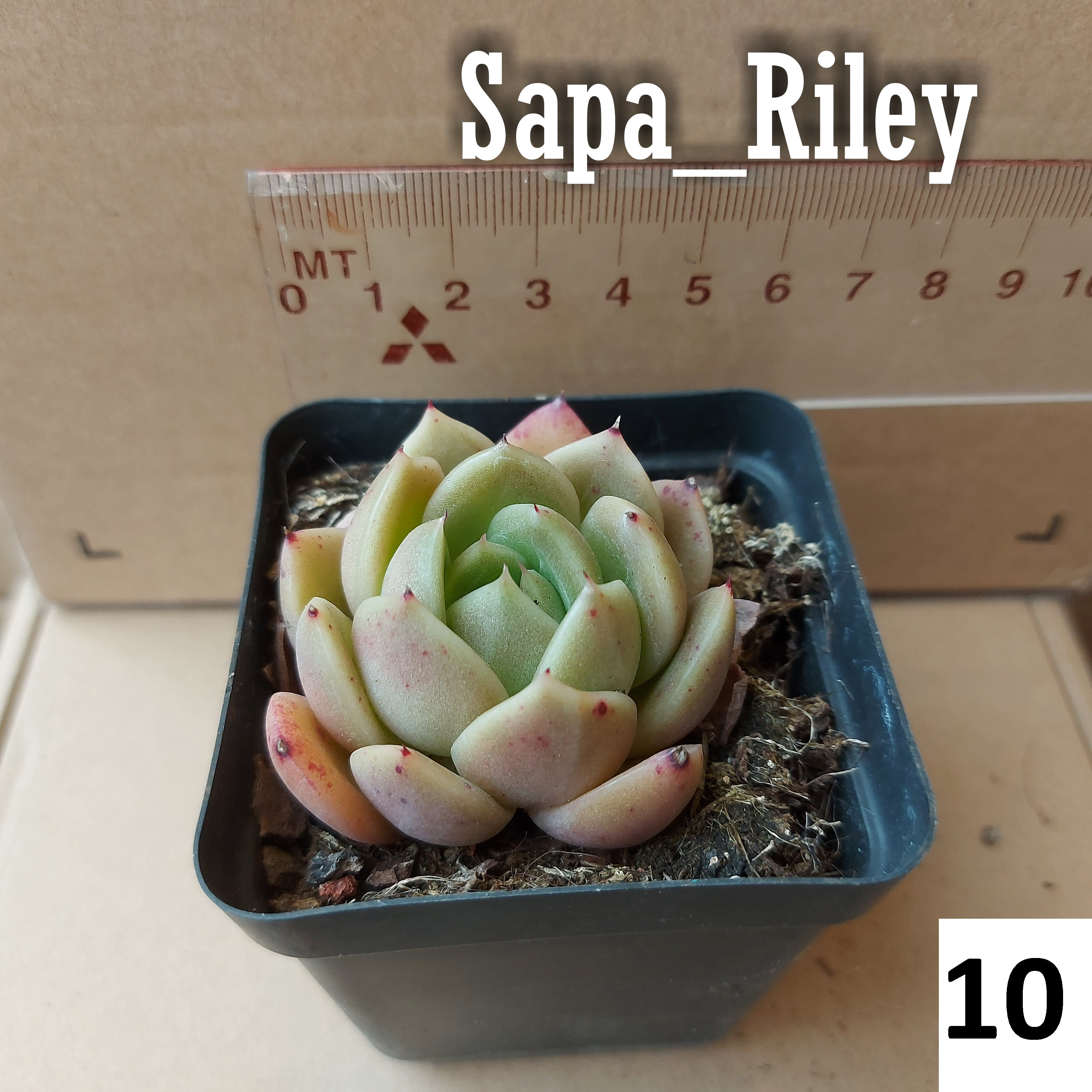 Sen đá Echeveria màu mè