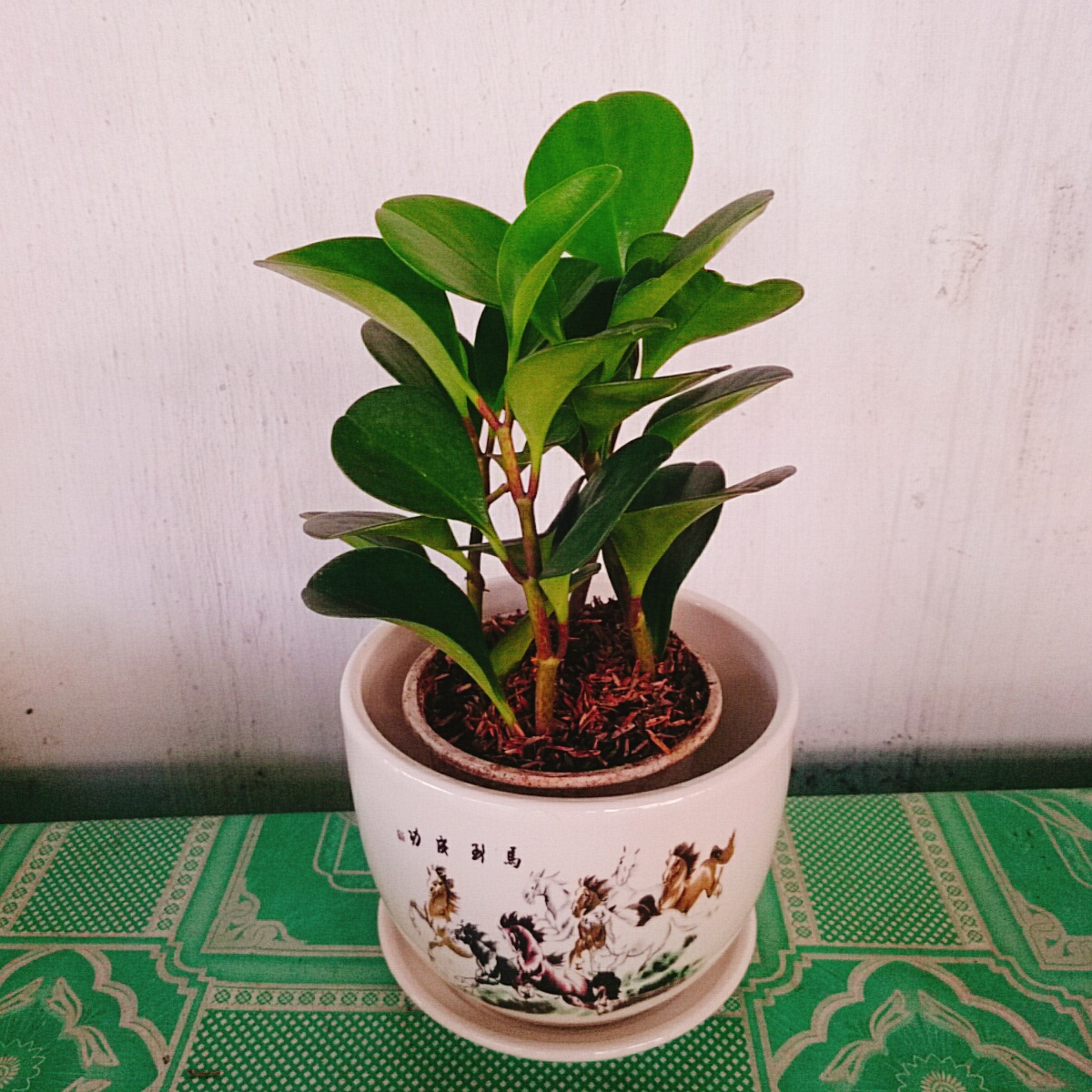 Cây Trường Sinh - cây cảnh để bàn