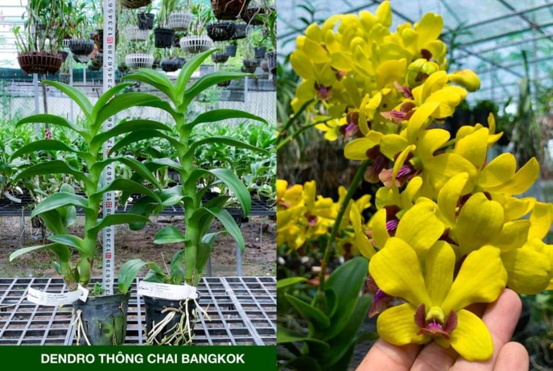 Denro nắng Thông chai Bangkok