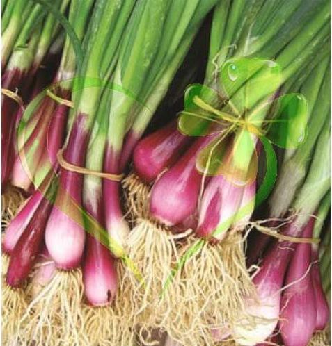 Hạt giống hành lá gốc tím - gói 2 gram