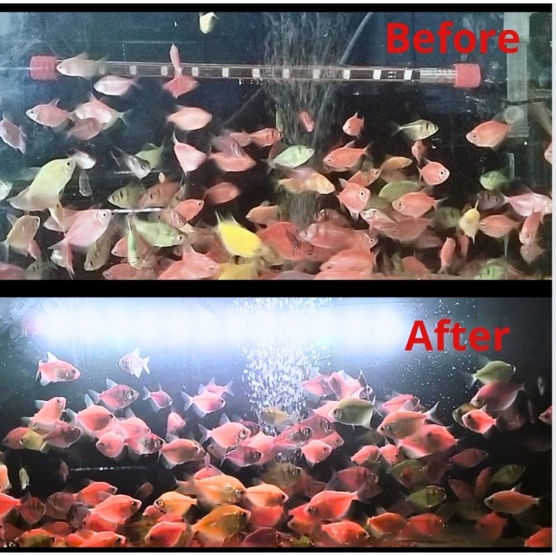 KANDILA PRO RED VIEW ECO 1000 Lampu Celup Led Tanning Aquarium Aquascape