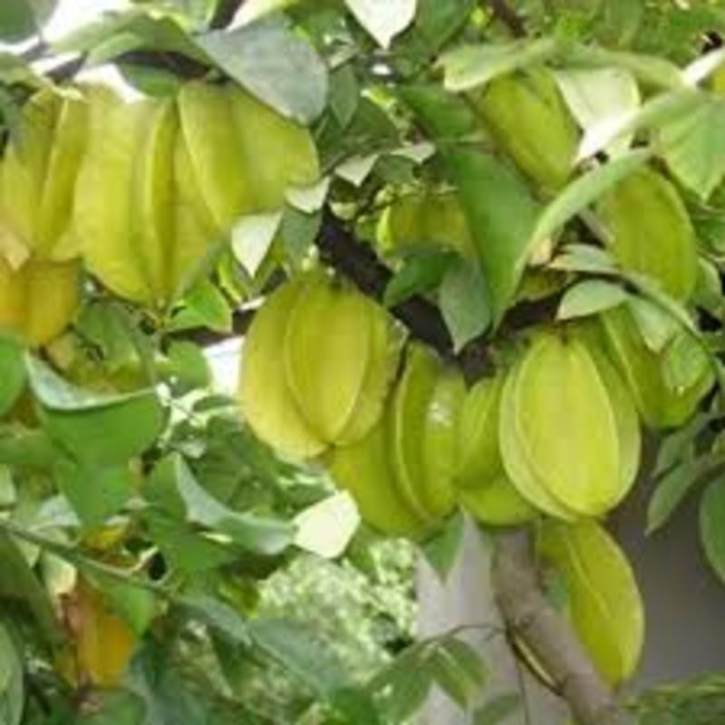 CÂY GIỐNG KHẾ NGỌT