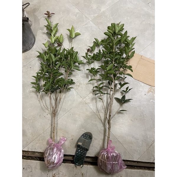 Cây giống mộc hương ta xịn cao tb 80cm năm 2 già thân