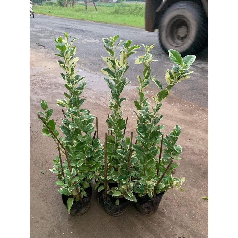 CÂY GIỐNG CHANH CẨM THẠCH(1Caay)