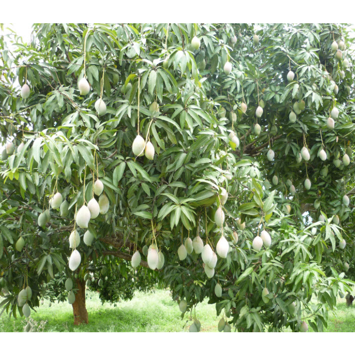 cây giống xoài thanh ca (xoài mút ) châu đốc cực ngọt thơm