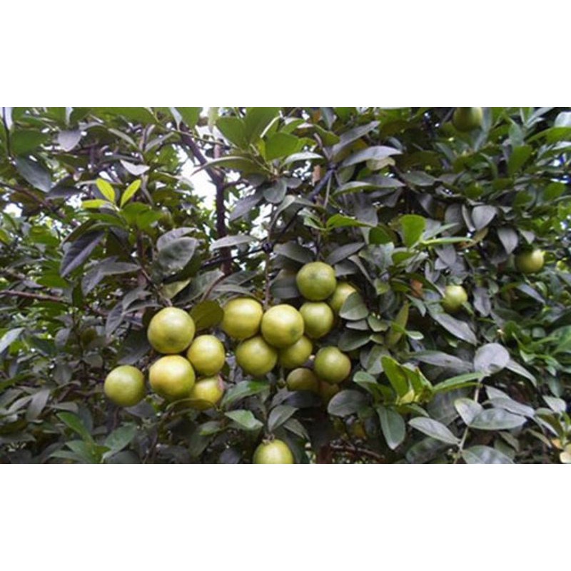 Cây giống chanh đào siêu quả siêu sớm