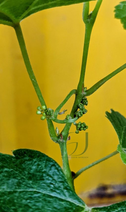 Cây giống Nho Kẹo Đen