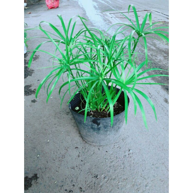 Cây Thuỷ trúc size nhỏ - lọc sạch nước bể cá, hồ cá
