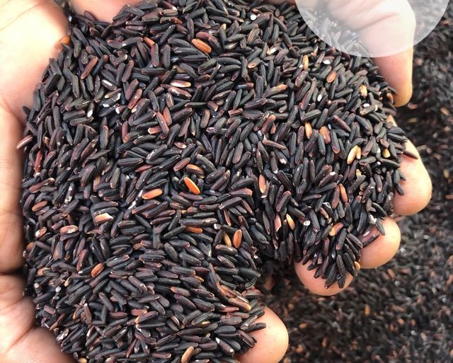 GẠO TÍM THAN SÓC TRĂNG (túi hút chân không hoặc túi zip 1kg - loại ngon)