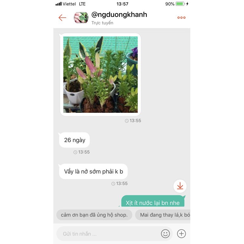 củ hoa ly lùn trồng 30 ngày có hoa(có 9 màu)