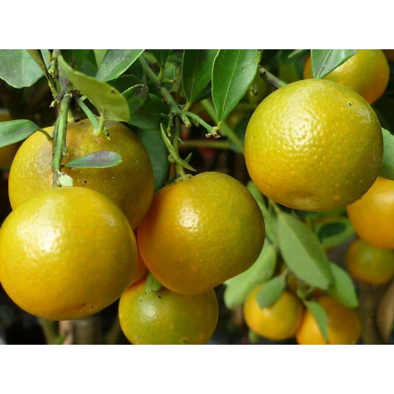 cây giống quất chua (tắc chua) thái, quả vàng